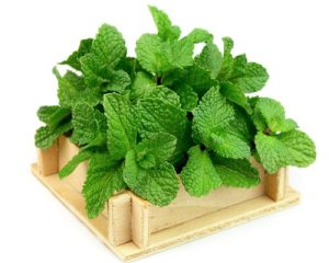 Mentha Piperita oil 1