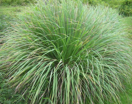 cymbopogon citratus leaf oil 1