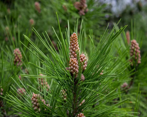 pinene 1